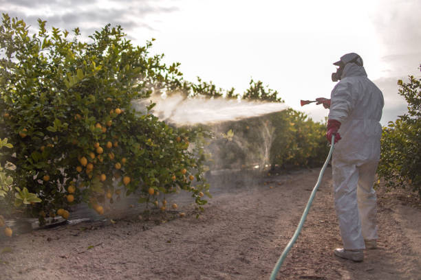 Best Termite Control Services  in Lanai City, HI