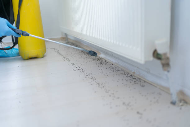 Best Pest Prevention Services  in Lanai City, HI
